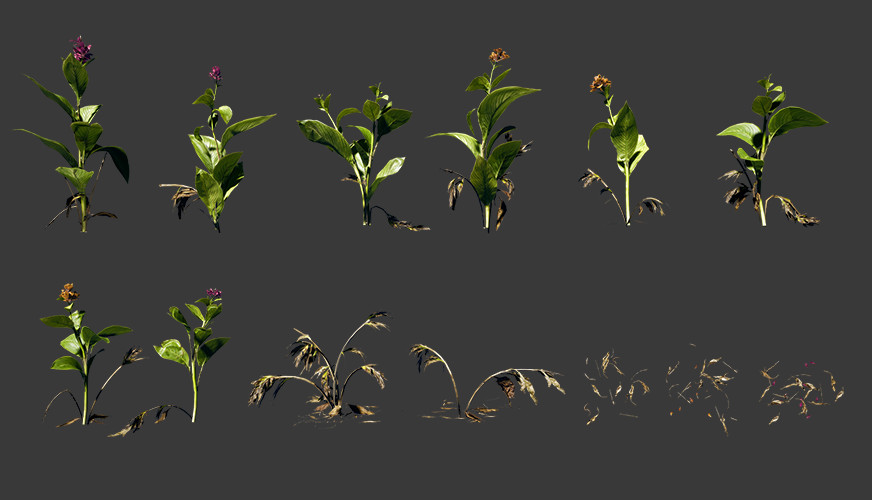 美人蕉植物3d模型下载插图1