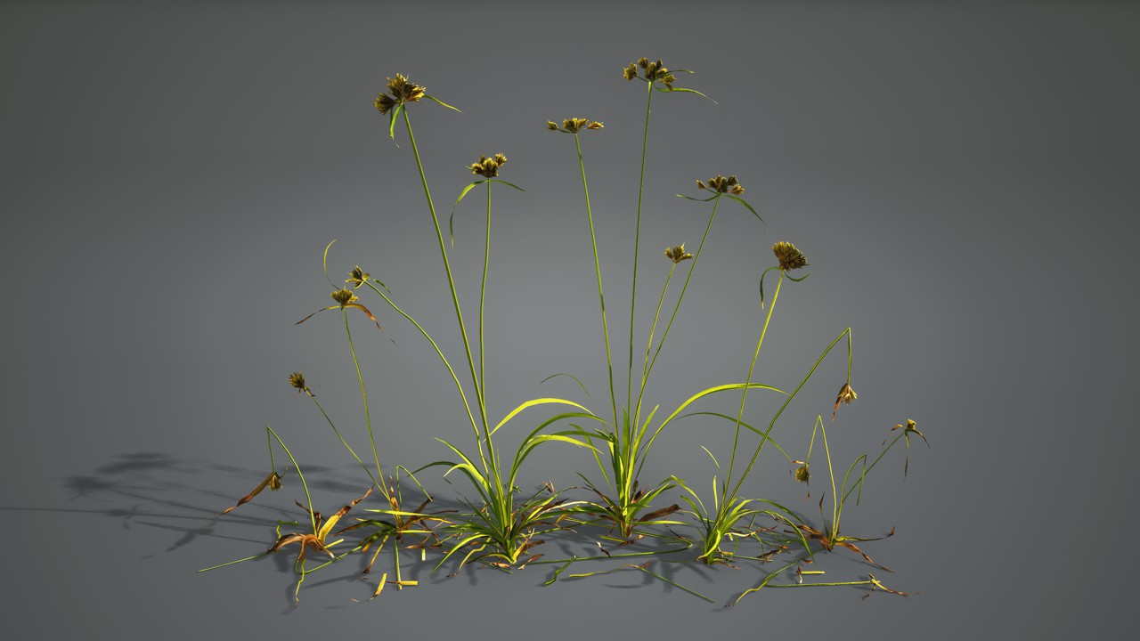 刺子莞3d植物模型下载插图1