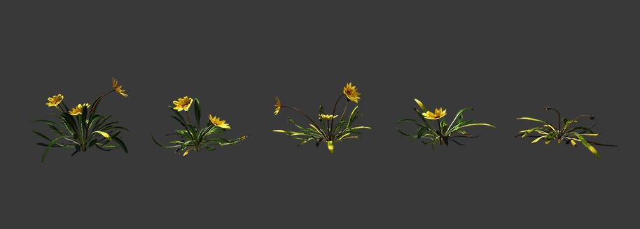 勋章菊 菊花 3d植物模型下载插图