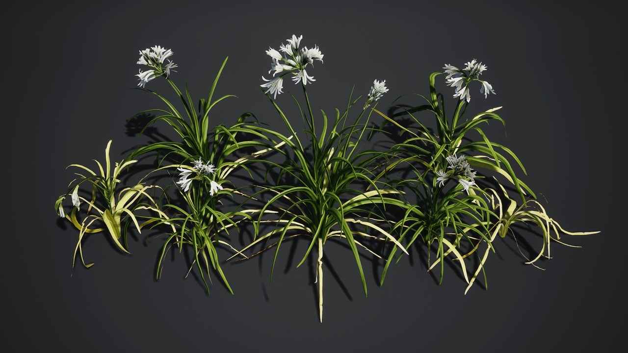 吊兰 兰花植物3d模型下载插图1