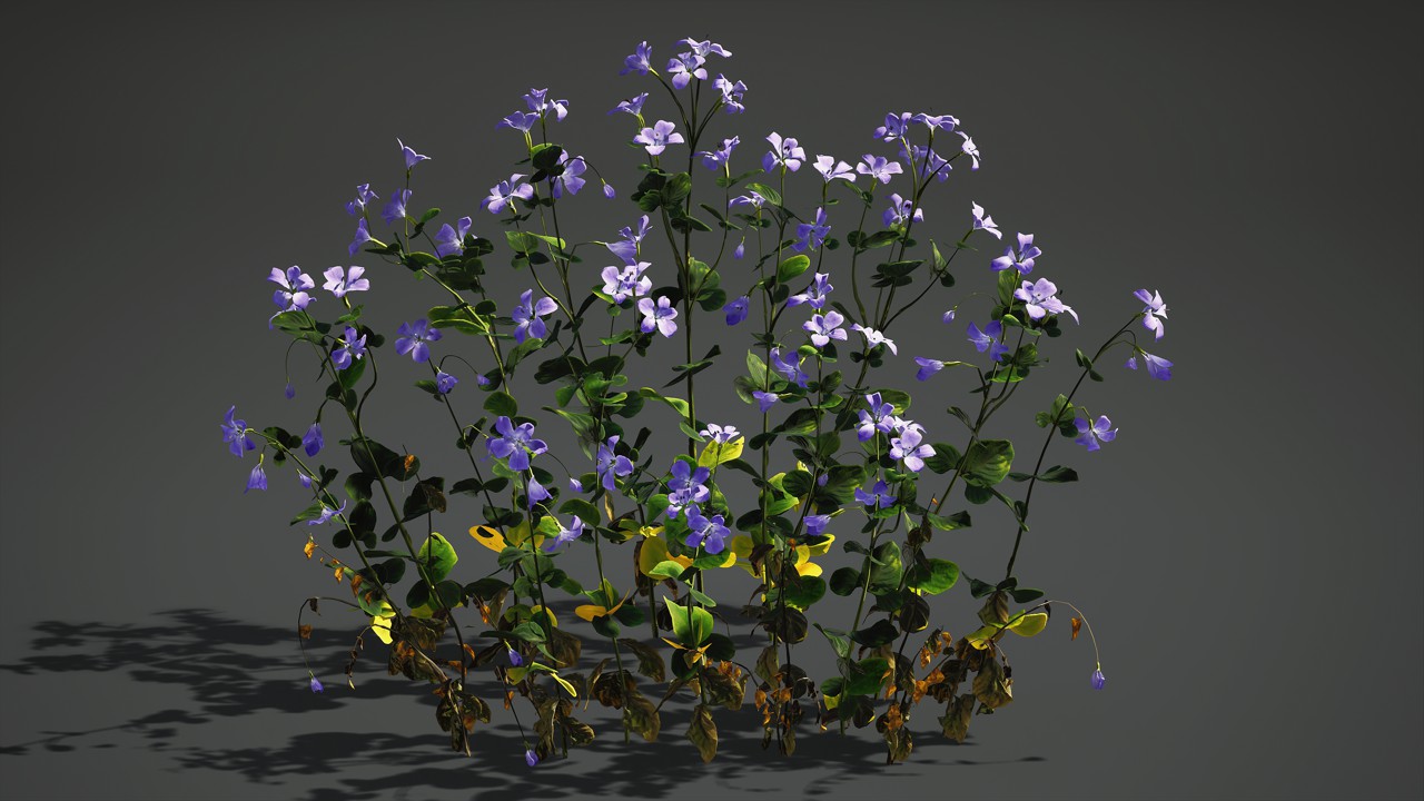 诸葛菜紫色花卉植物3d模型插图1