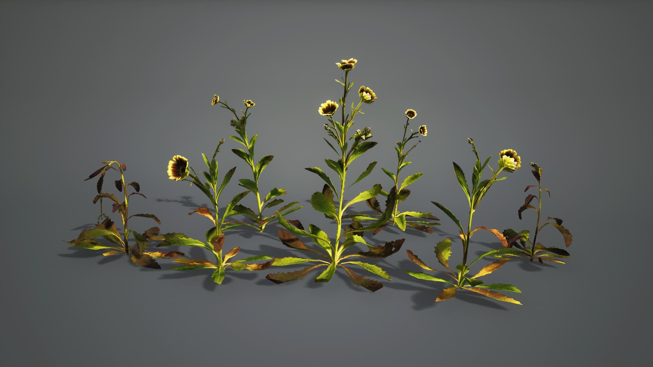 圆舌粘冠草3d植物模型下载插图1