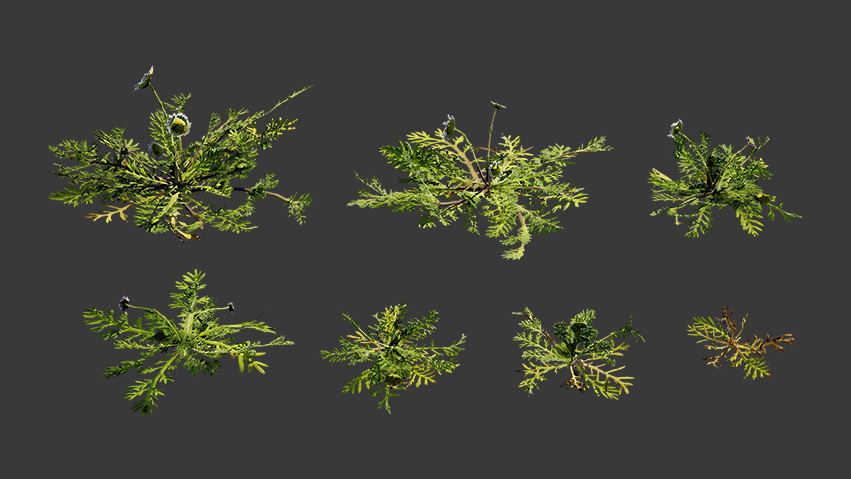 蕨类植物 小植物 搭配植物 草3d模型插图