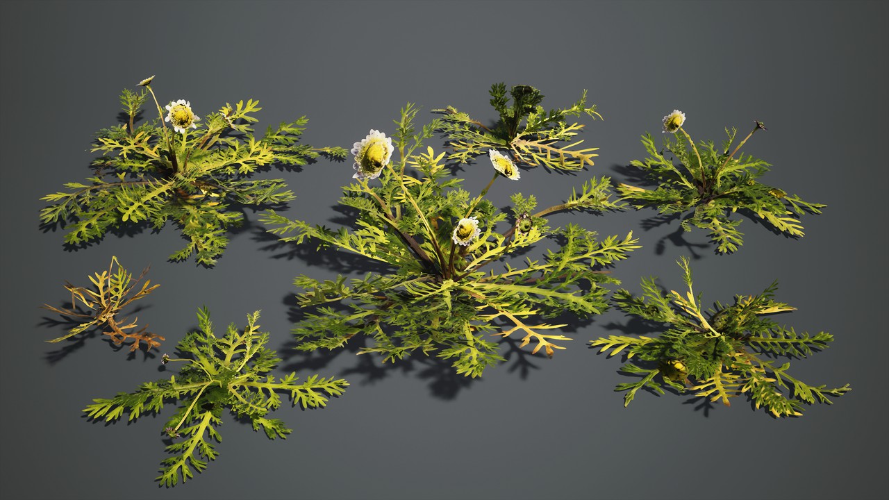 蕨类植物 小植物 搭配植物 草3d模型插图1