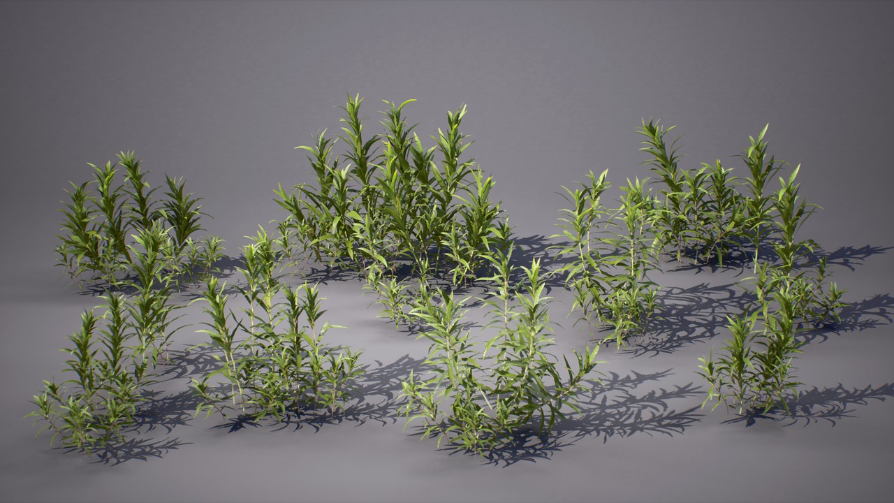 花园植物草本植物花卉植物3d模型下载插图