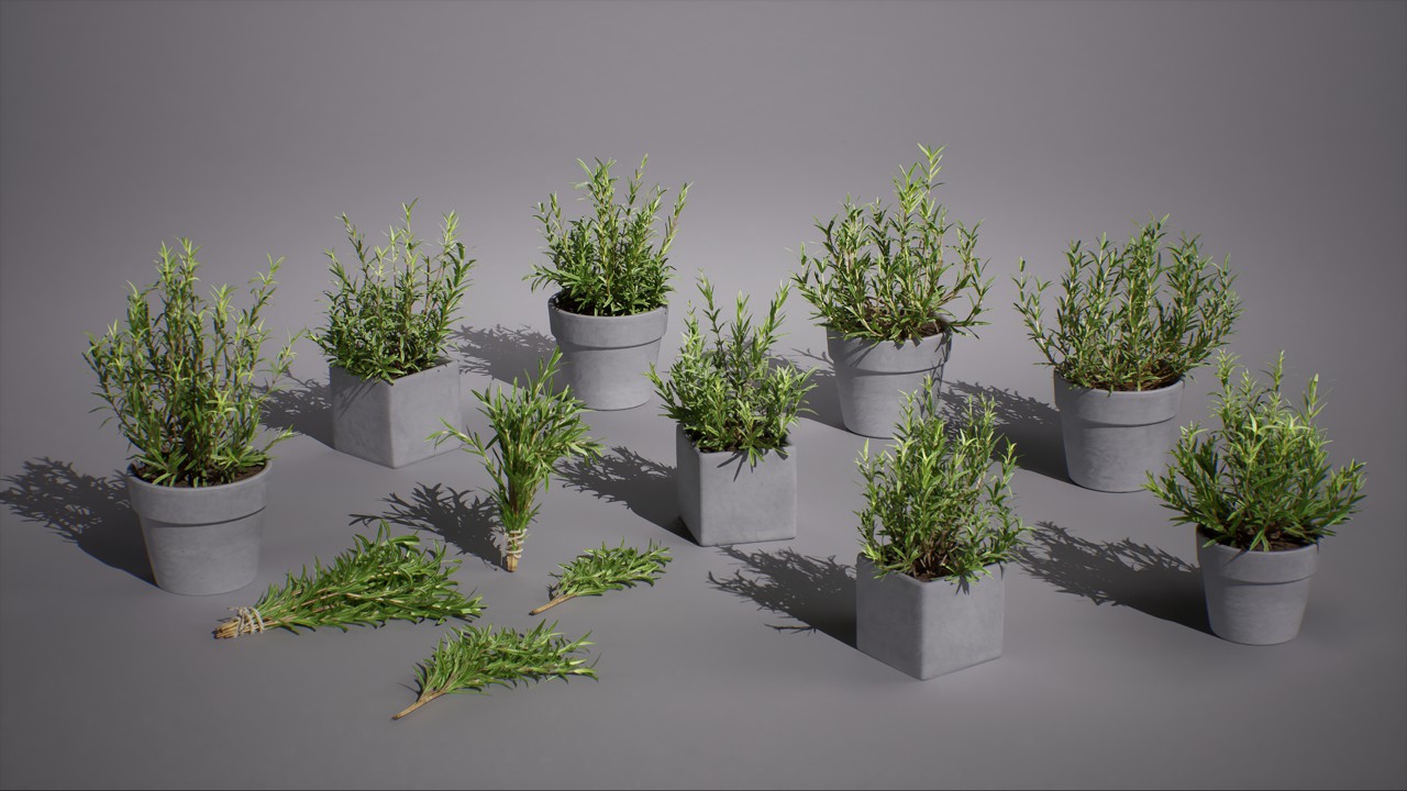 盆栽植物 花卉 草本植物3d模型插图