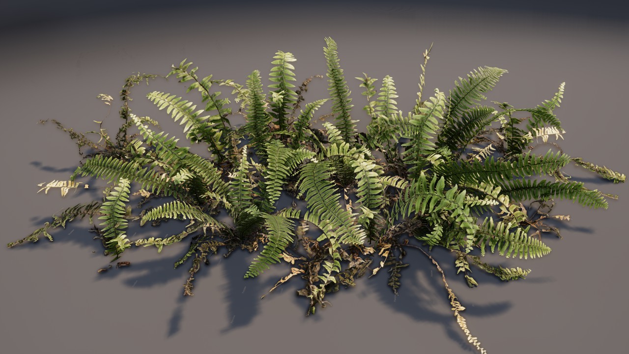蕨类植物 地被植物 地表植物3d模型插图