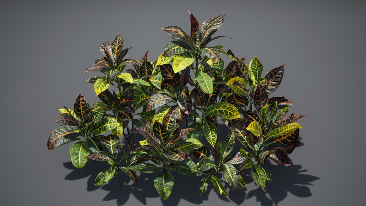 变叶木盆栽植物3d模型下载插图