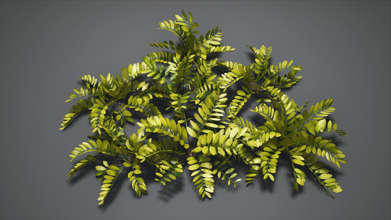 美国皂荚植物3d模型下载插图
