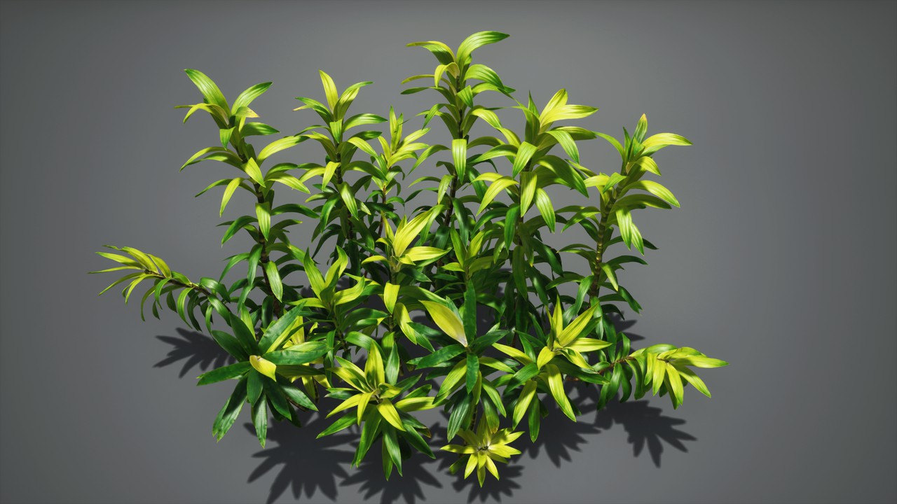 富贵竹植物3d模型下载插图