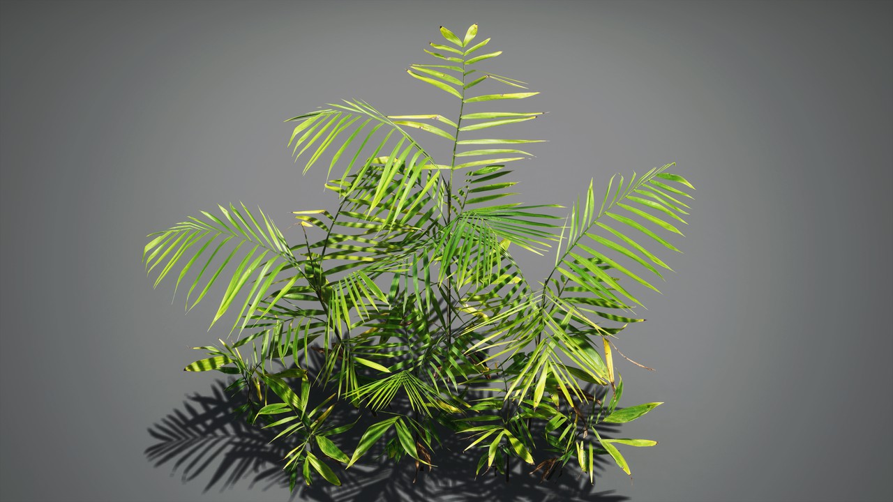 凤尾竹植物模型下载插图