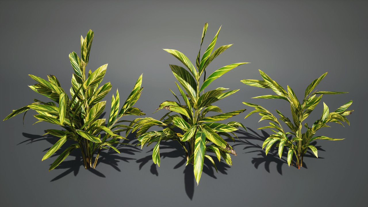 艳山姜植物3d模型下载插图