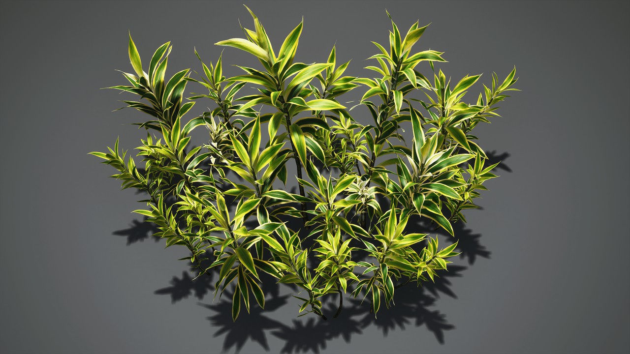 百合竹植物3d模型下载插图
