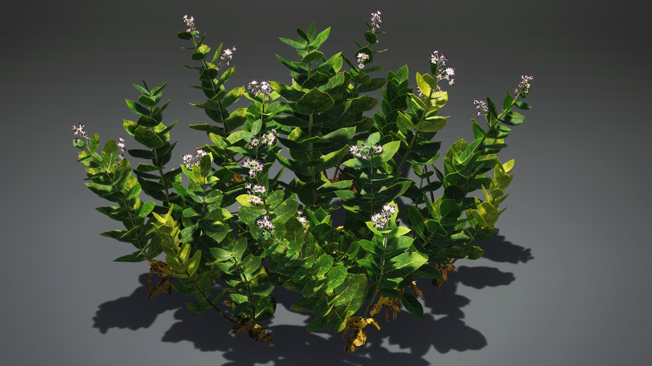 牛角瓜草本植物3d模型下载插图