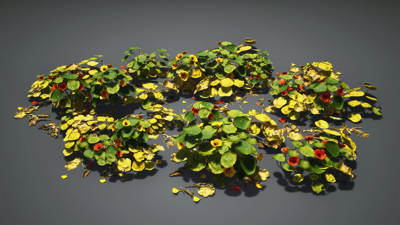 旱金莲植物3d模型下载插图