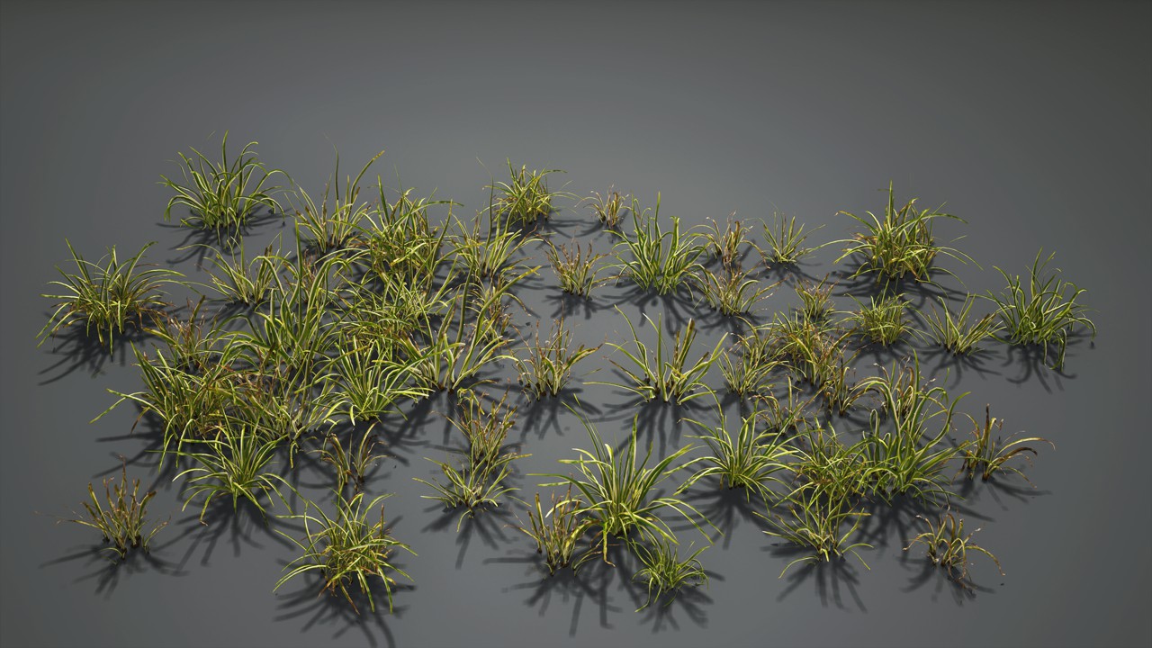 金钱蒲植物3d模型下载插图