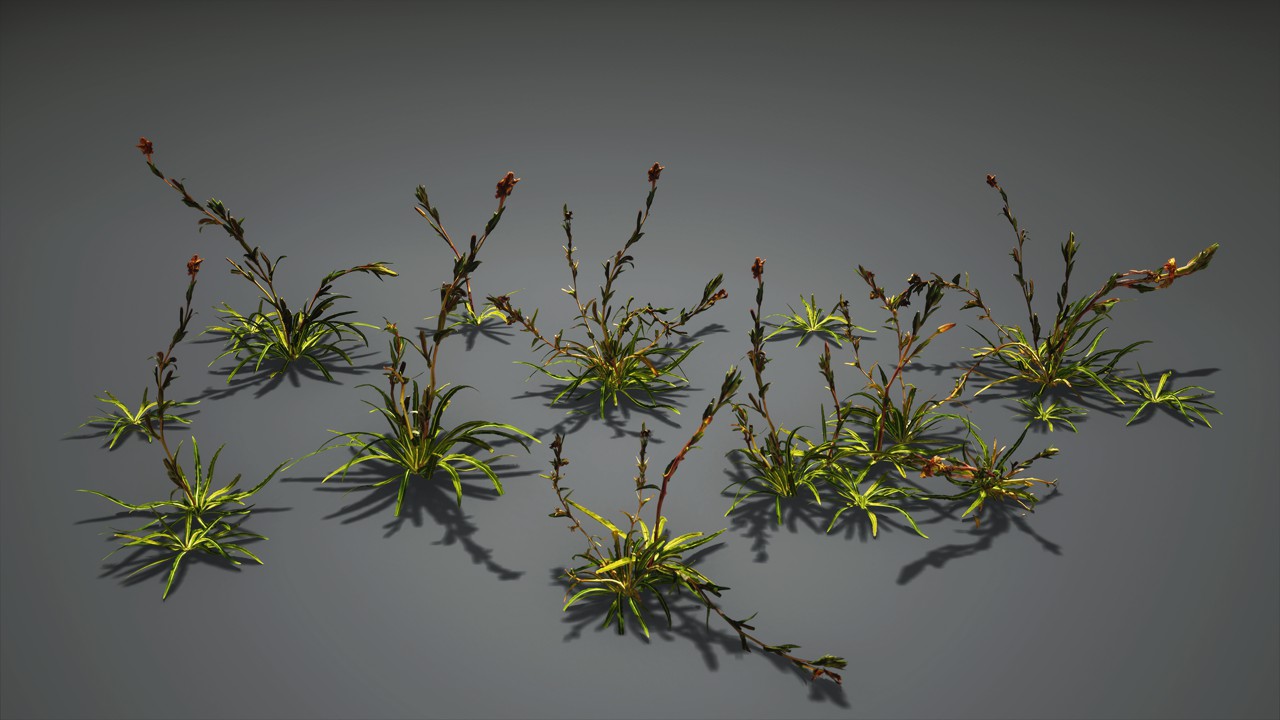 吊兰 兰花植物3d模型下载插图