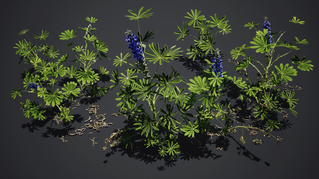 羽扇豆植物3d模型下载插图