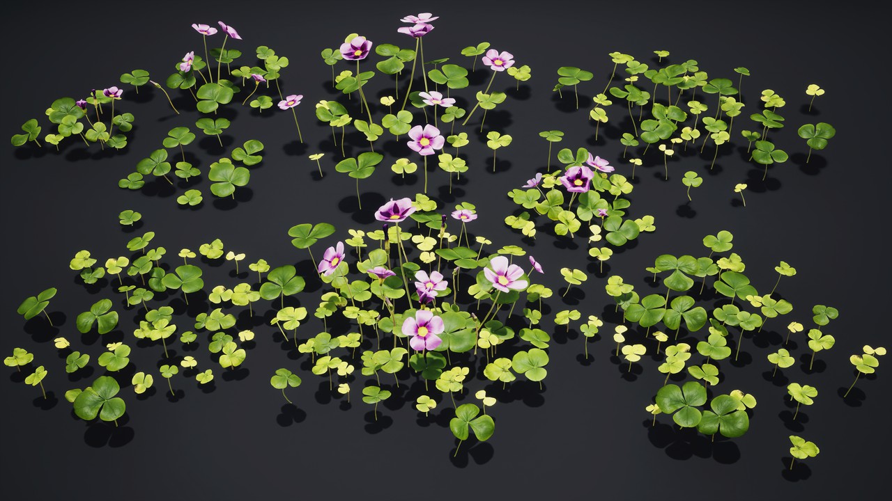 红花酢浆草 三叶草植物3d模型下载插图
