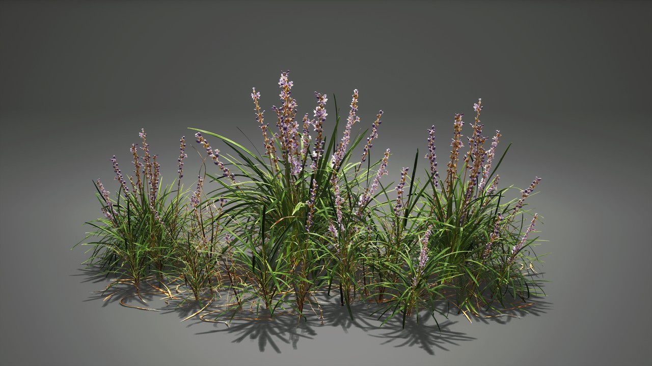 阔叶山麦冬花卉植物3d模型下载插图